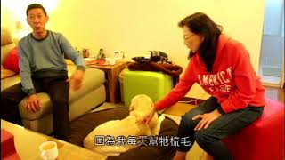 Aspen的退休生活──導盲犬收養家庭