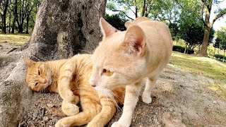 茶トラ猫とクリーム猫の姉妹が木の幹に寄り添ってくつろぐ