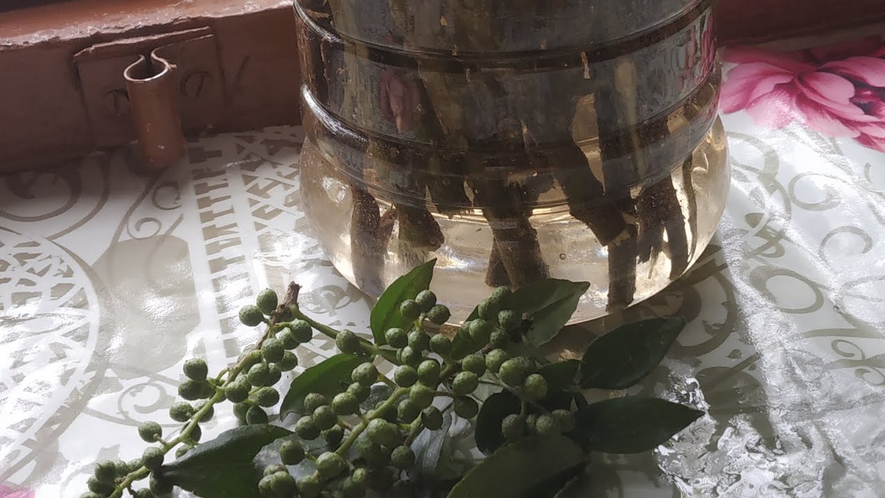 Xanthoxylum armatum ( tirmira) ...toothache tree...how to store it for ...