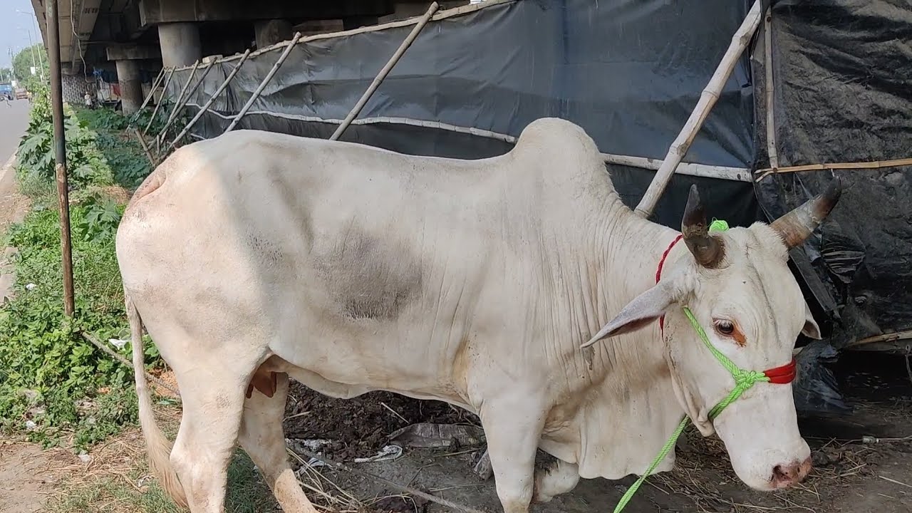 May 16, 2023🔥Milk cow for sale bankra howrah kolkata YouTube
