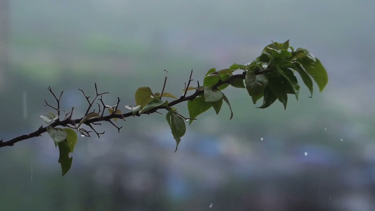 Relaxing Forest Music withNatura Sounds for Sleep, Maditation & Focus-Digi Nature