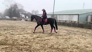 Christmas Day test riding. Elementary 1 (2024) for Online Dressage Adventures