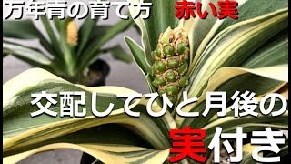 【交配してひと月後の実付き】実付きのよいもの、悪いもの　最初の交配からひと月以上たち、交配がほぼ終わり【万年青の豊明園】【Crossing and Fruiting a month later】
