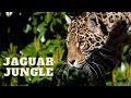 Tour of jaguar jungle at paradise wildlife park