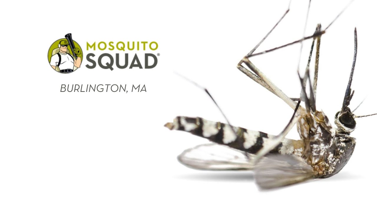Pest Control Burlington MA Mosquito Control Burlington Mass Tick