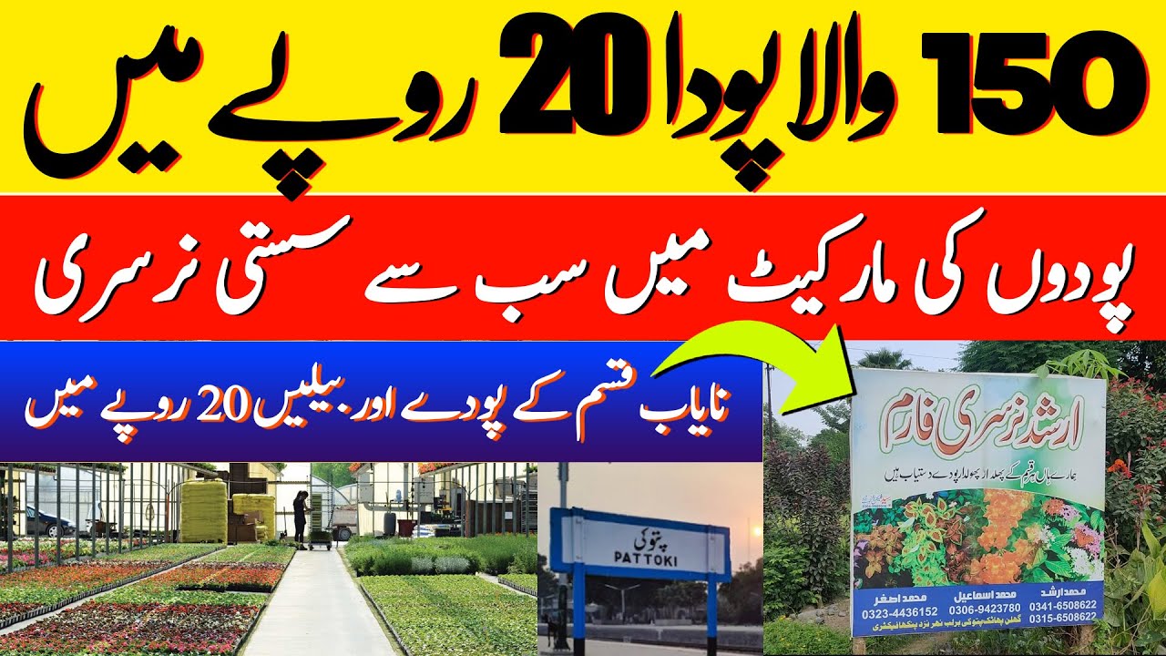Pattoki biggest wholesale plant market | Plants Business Idea | saste pode ka karobar
