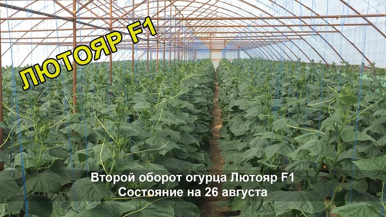 Лютояр Огурец Характеристика Отзывы Фото Урожайность