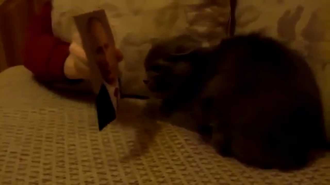 Порно Карлик Педофил