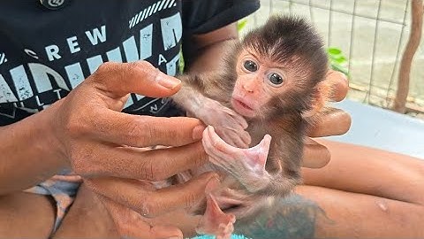 SO FAR, THE BABY MONKEY RUBY IS STRUGGLING TO STAY ALIVE 