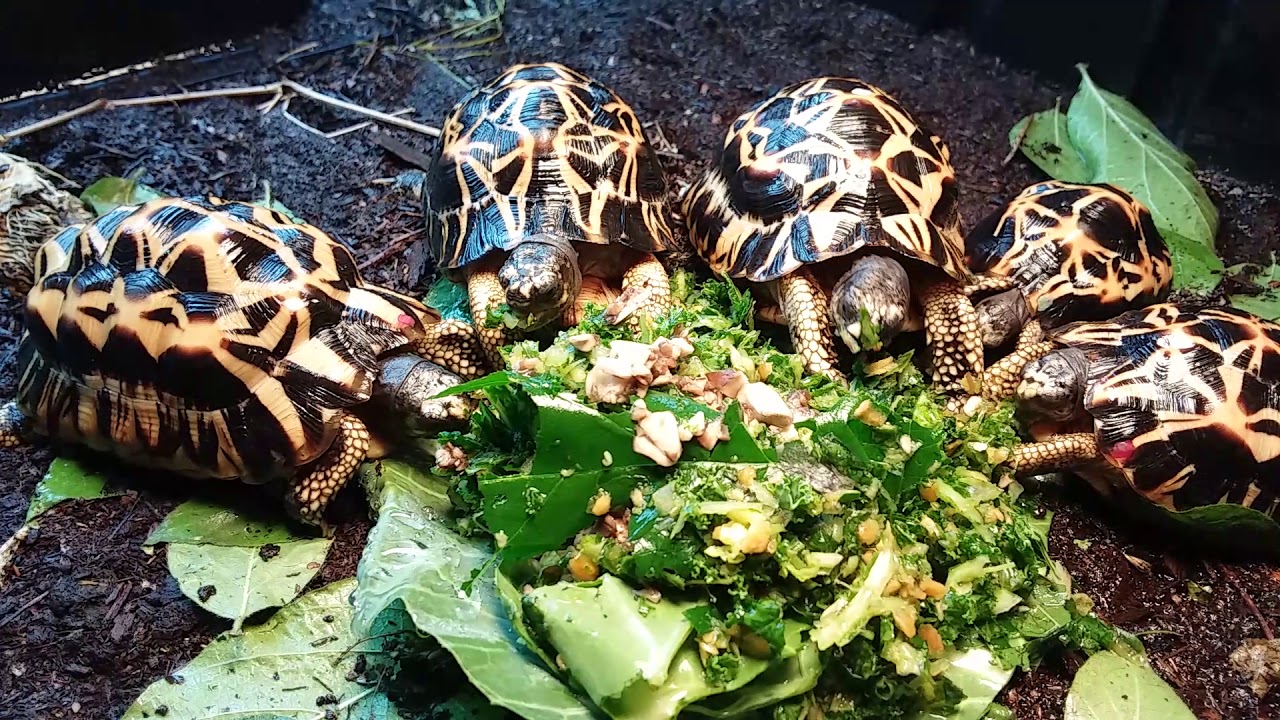 camera iphone 8 plus apk Northern Spider Tortoises Get Their Munch On