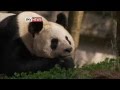 Giant Pandas Prepare For New Life In Scotland