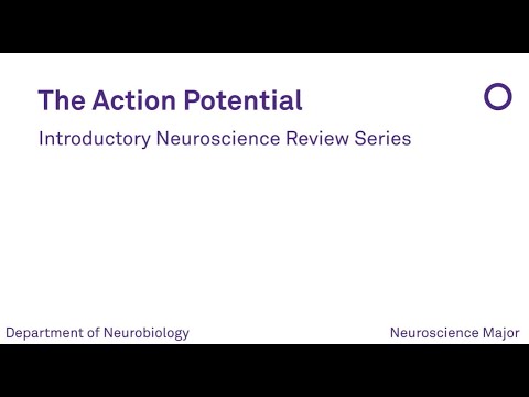 The Action Potential - YouTube