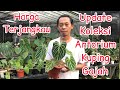 Download Lagu Update Koleksi Kuping Gajah Harga Terjangkau