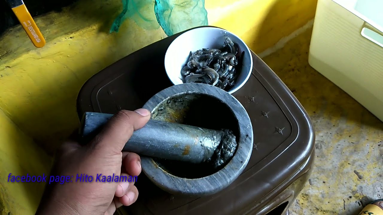 Catfish FRY Management 5 Day 4 First feeding of Fry using