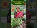 లెగుమ్ జాతి పచ్చిరొట్ట పంటల వల్ల ఉపయోగం ఏమిటి ? | T-SAT