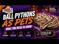 Ball Pythons as Pets: What You Need to Know