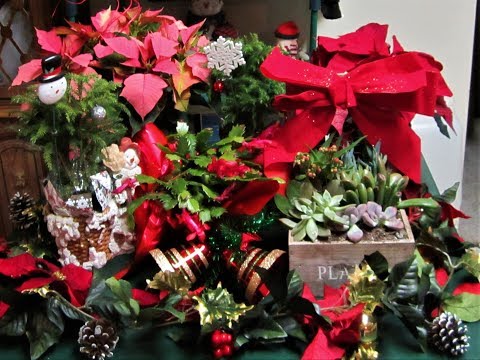 Christmas plants for a festive christmas