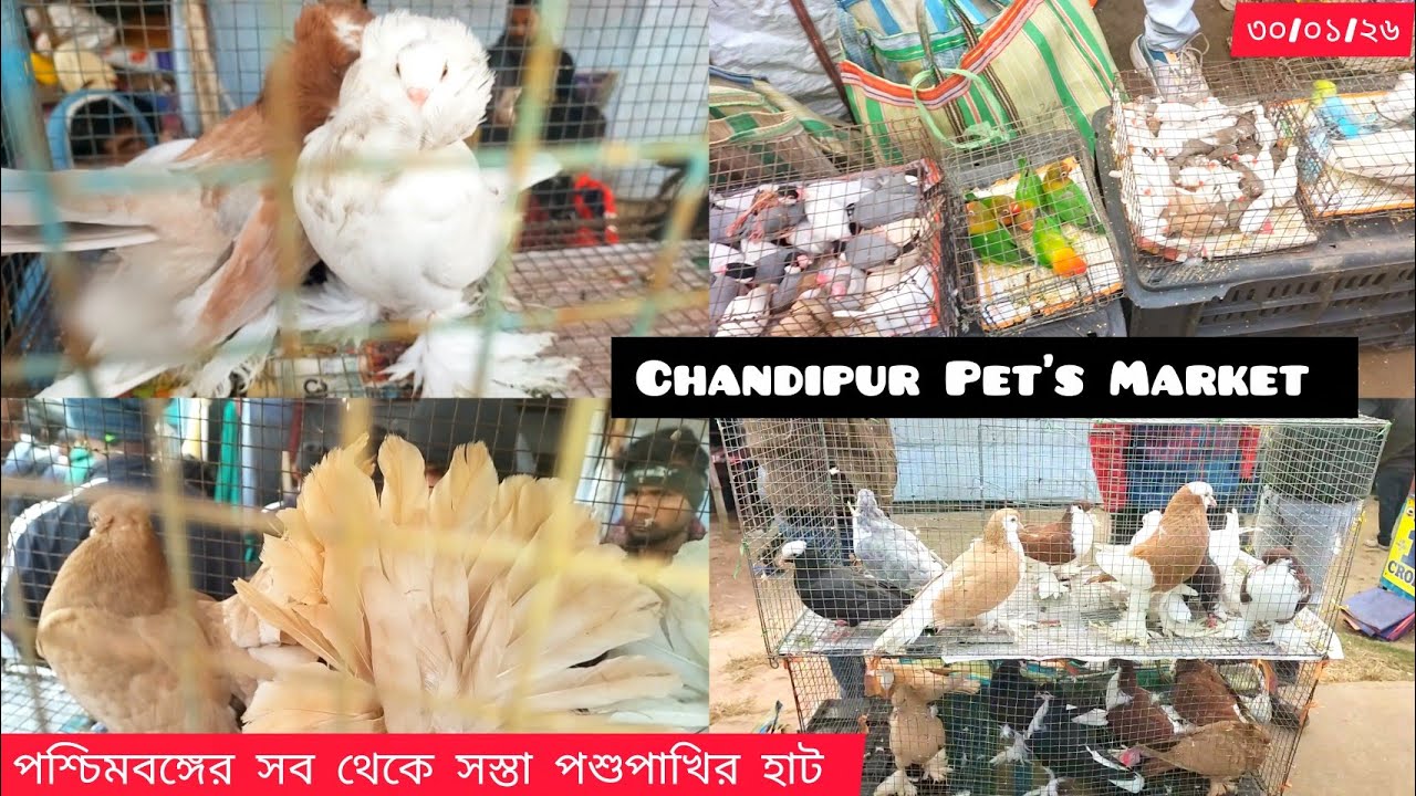😱চন্ডিপুর পাখির হাট।। পশ্চিমবঙ্গের সব থেকে সস্তা পশুপাখির হাট। মেলা কি হবে? #smanimalscare99 