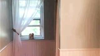 964 Sugarbush Ln video tour