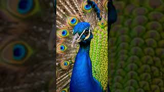 🦚The Indian Peafowl Peacock Bird beautiful video sound #animalsounds  #peacockbird #wildlife