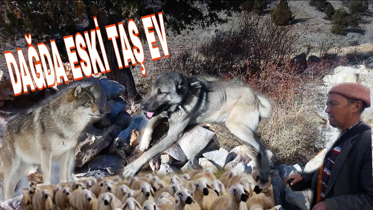 5 SENE ÖNCE KONYA DAN MANAVGATA BABAM KONAKLAYARAK KOYUNLARI NASIL GÖTÜRMÜŞ