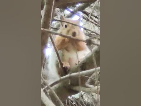 жирная белка - YouTube