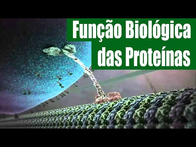 Funcao Proteica Confira Quatro Funções Importantes Da Proteína No
