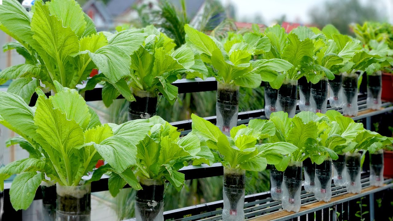 Выращивание зелени горчицы на террасе без полива: полезные советы, которые стоит изучить