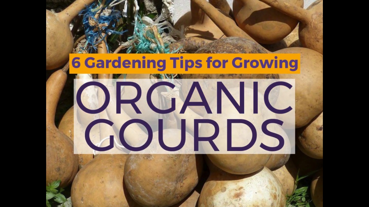 How to Grow Organic Gourds