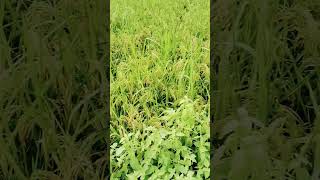 ###shorts video trading song game video trading 😎😸 motivational video trading 😎 shorts video trading