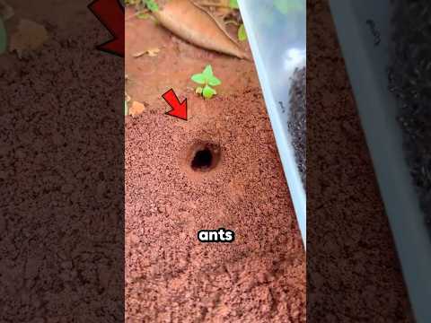 When Ants Attack Beetles 😱