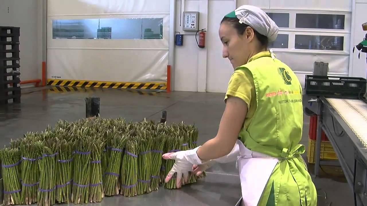 TIERRA FERTIL. Sector Primario. Servicio de prevencion mancomunado FAECA