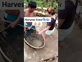 #buhaybukid #buhayprobinsya #nicethoto #harvestime #brgytagumpay #realquezon