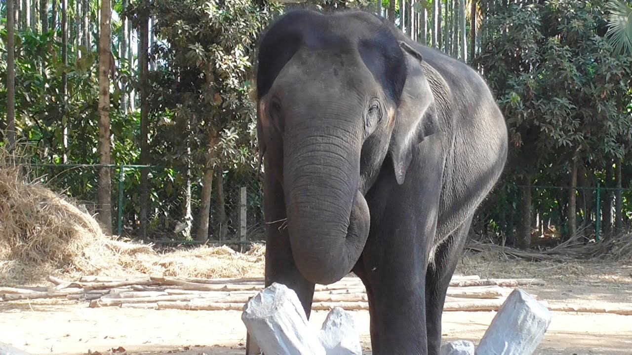 Sakrebailu Elephant Camp Shimoga Youtube