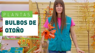 Cómo Plantar Bulbos En Otoño Plantas En Verdecora