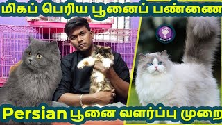 Persian cat for sales| மிகப்பெரிய பூனை பண்ணை|Spotlight தமிழ்|Persian in Chennai|Persian Kennal