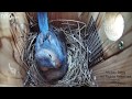 Bluebirds attack a Cowbird