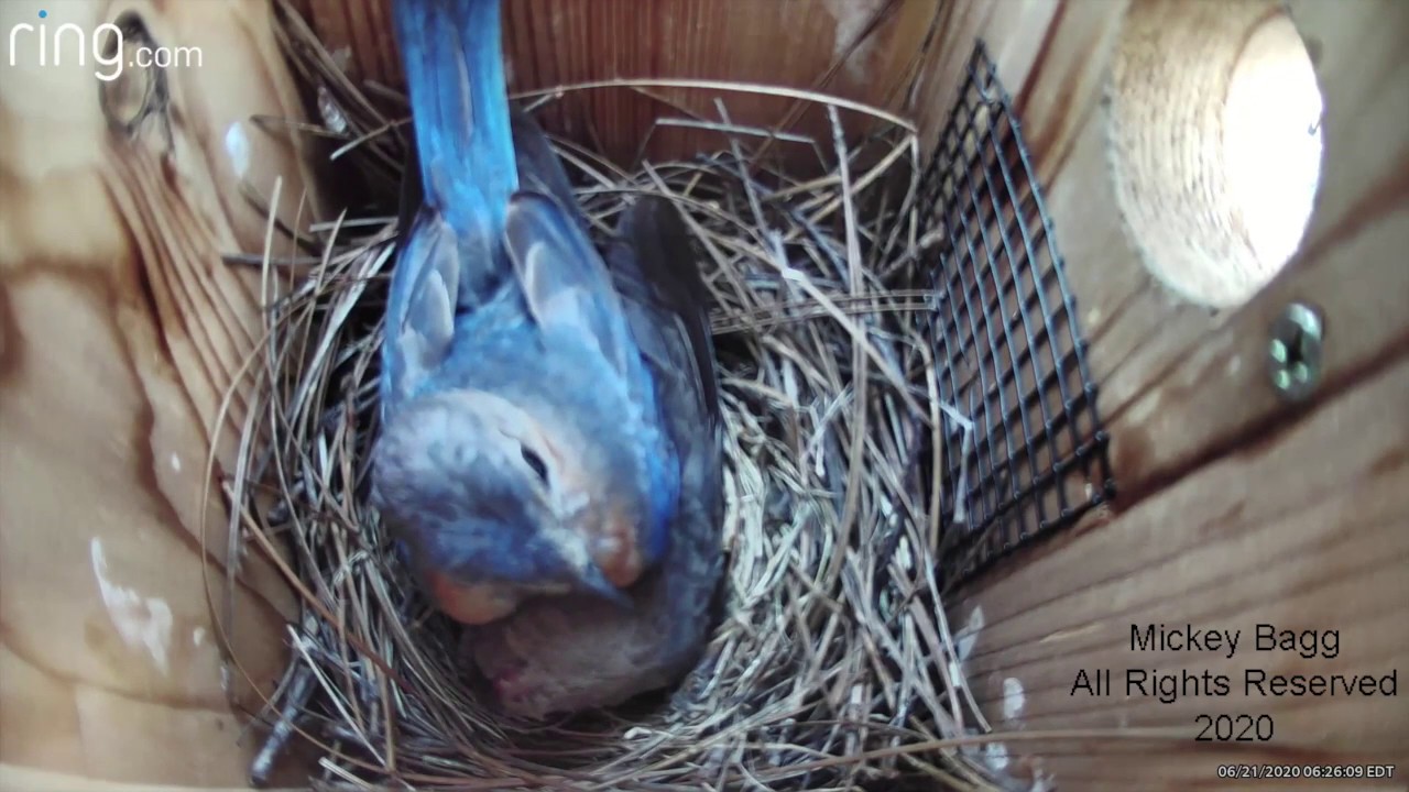 Bluebirds aggressively attack a Cowbird!!! YouTube