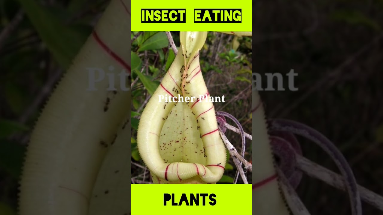 Insect Eating Plants | Venus Flytrap,Pitcher Plant 