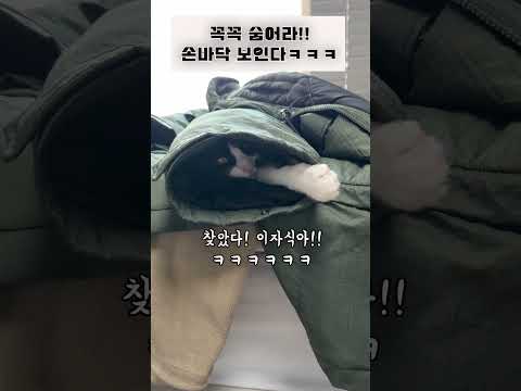 본인만 은신 완료한 고양이의 최후ㅋㅋ