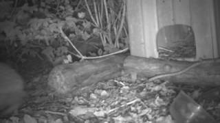 Hedgehog Moving Into Our Wildlife Area 3.6.2016