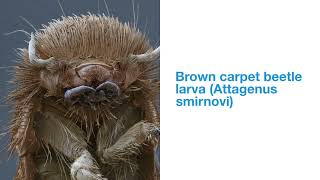 8 Creepy crawlies Insects under Electron Microscope