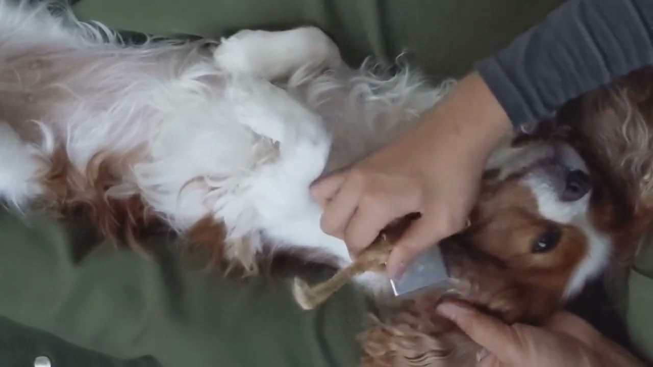 【私の癒しの時間】ブラッシングとマッサージ