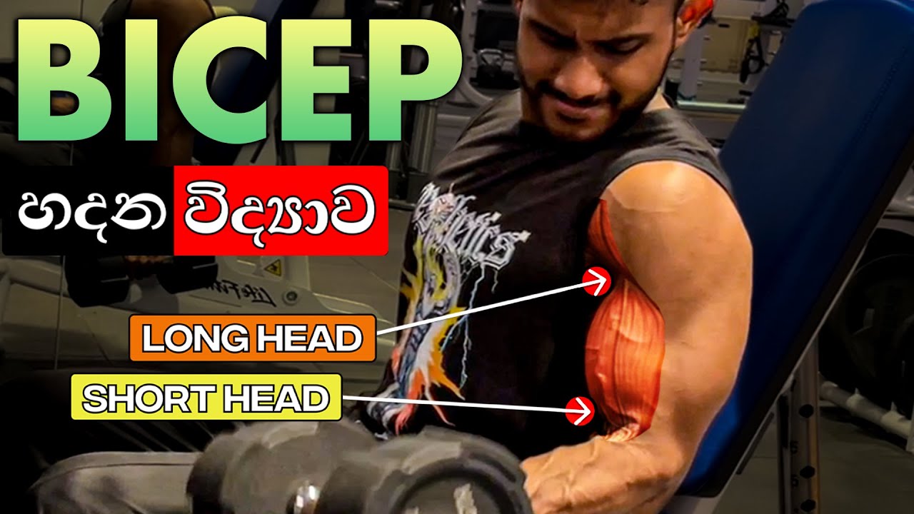 සුපිරිට Arms හදන Bicep Exercises මෙන්න!  | Bicep Muscle Science In Sinhala
