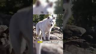 The dog fell inlove with the wolf .