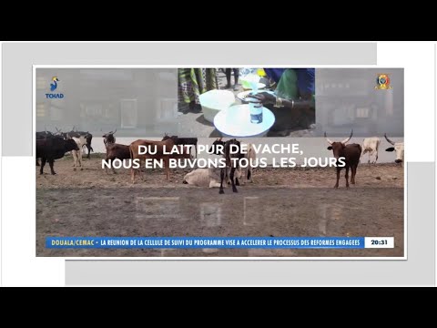 PALA /TCHAD - DU LAIT PUR DE VACHE - NOUS EN BUVONS TOUS LES JOURS