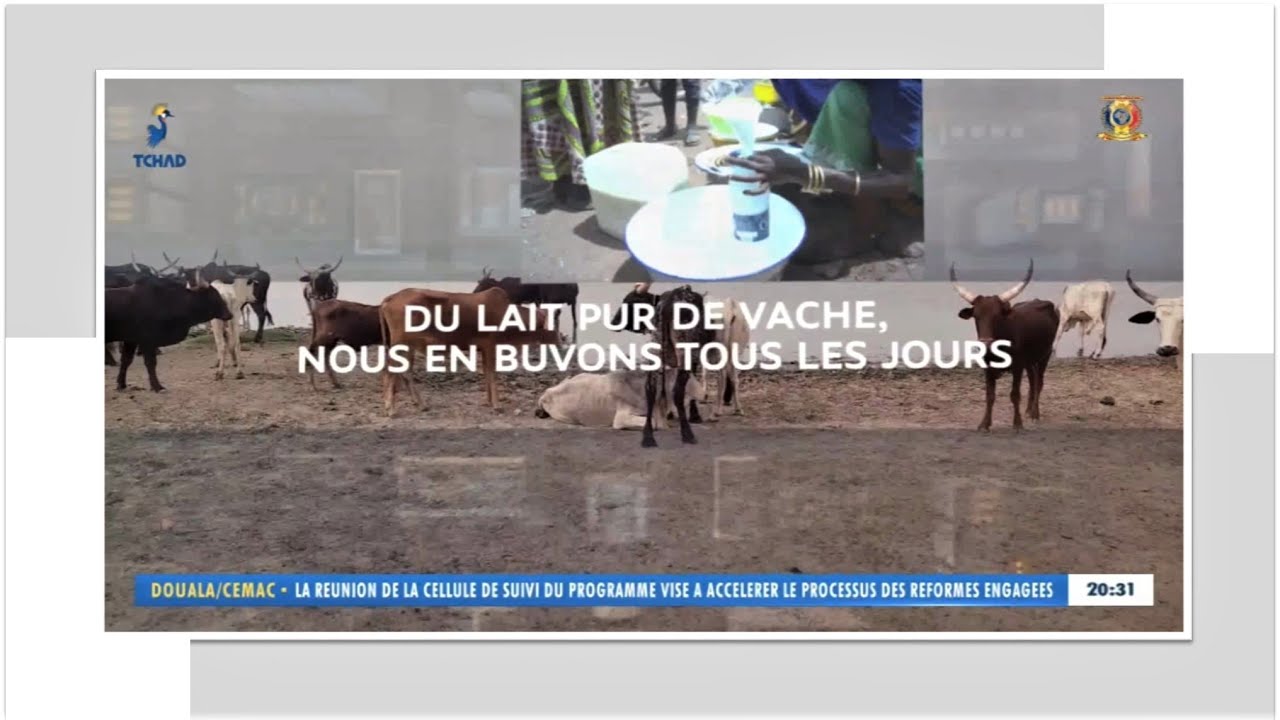 PALA /TCHAD - DU LAIT PUR DE VACHE - NOUS EN BUVONS TOUS LES JOURS