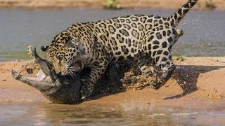 شاهد أقوى هجمات الجاكوار || الجاجوار قاتل التماسيح وثعابين الاناكونداWatch  jaguar attacks