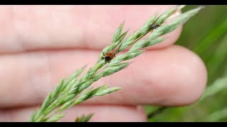 Morsures de tiques : évitez-les cet été avec cette astuce simple