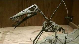Rhamphorhynchus Muensteri Fossil, Wyoming Dinosaur Museum, Thermopolis, Wyoming